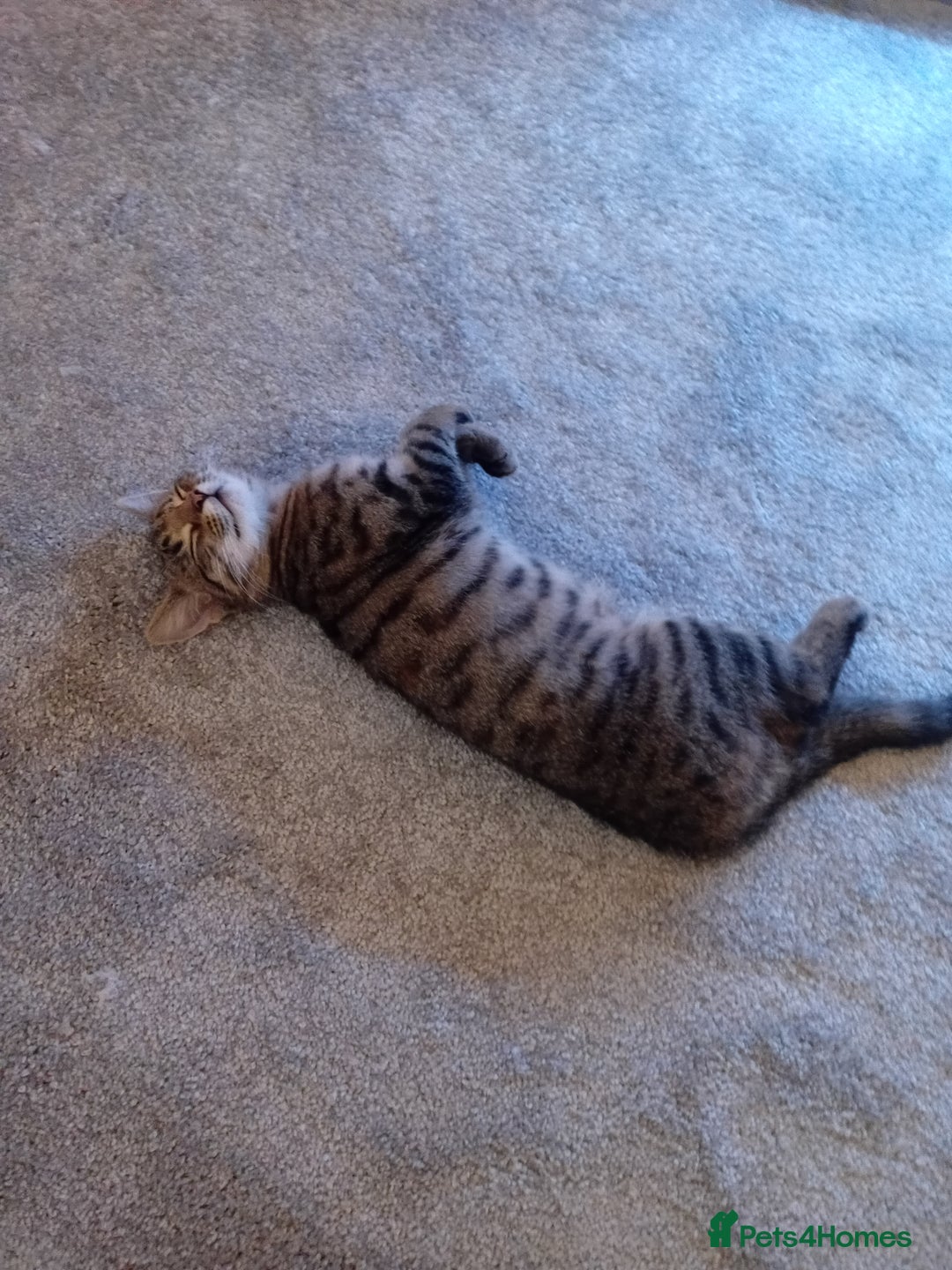 Mixed Breed cats for sale: Female tabby kitten  - Image 5