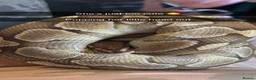 Python Snake reptiles for sale: Royal python looking for new home  in Wakefield - Advert 1