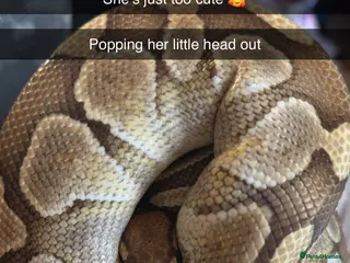 Python Snake reptiles Royal python looking for new home - Advert 8