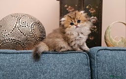 Scottish Fold cats for sale: Excellent Scottish fold kittens  - Image 36