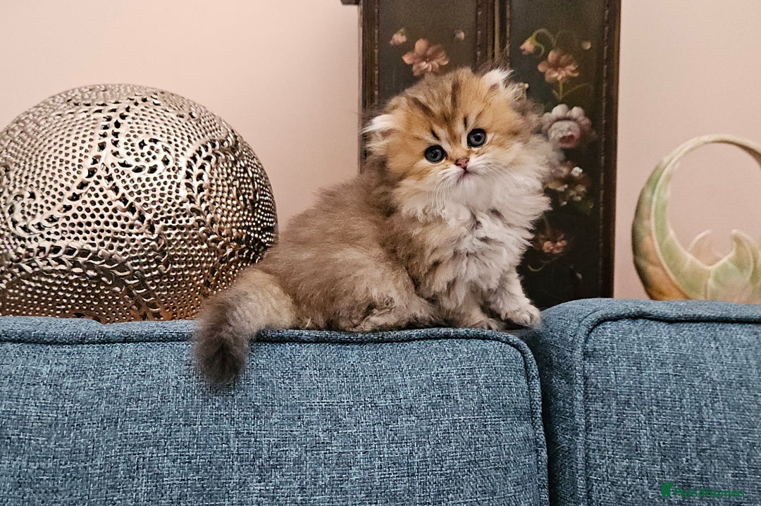 Scottish Fold cats for sale: Excellent Scottish fold kittens  - Image 36