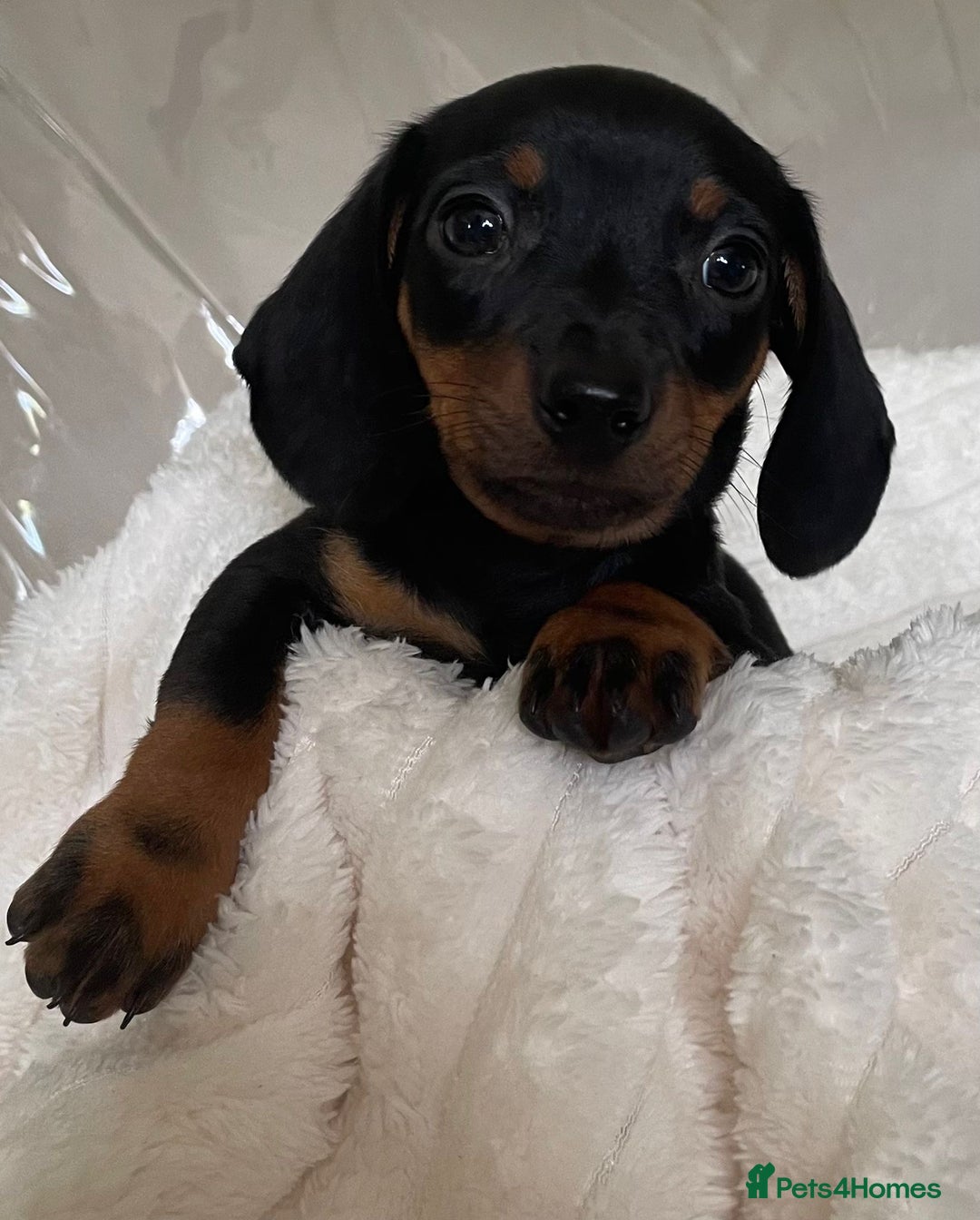 Miniature Dachshund dogs for sale: 💙Miniature dachshund puppies💝 - Image 6