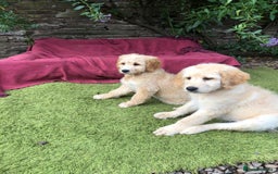 Goldendoodle dogs for sale: Golden Doodle Pups ready for their forever homes - Image 1