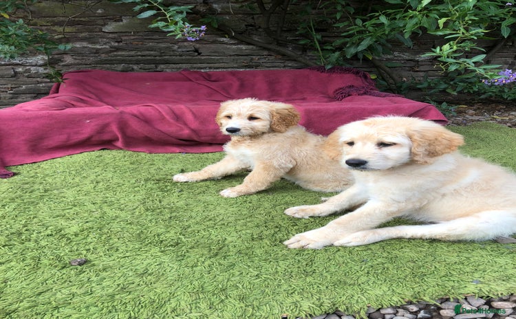Goldendoodle dogs - Advert 3
