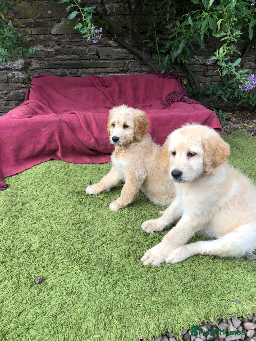 Goldendoodle dogs for sale: Golden Doodle Pups ready for their forever homes - Image 1