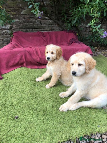 Goldendoodle dogs - Advert 1