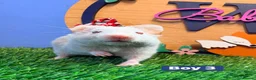 Hamster rodents for sale: Syrian Hamster Babiy Males Females Boy Girl - Advert 3