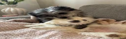 Mixed Breed dogs for sale: Last 2 Pomenese pups  in Kinross - Advert 5
