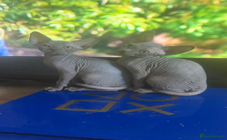 Sphynx cats - Advert 4