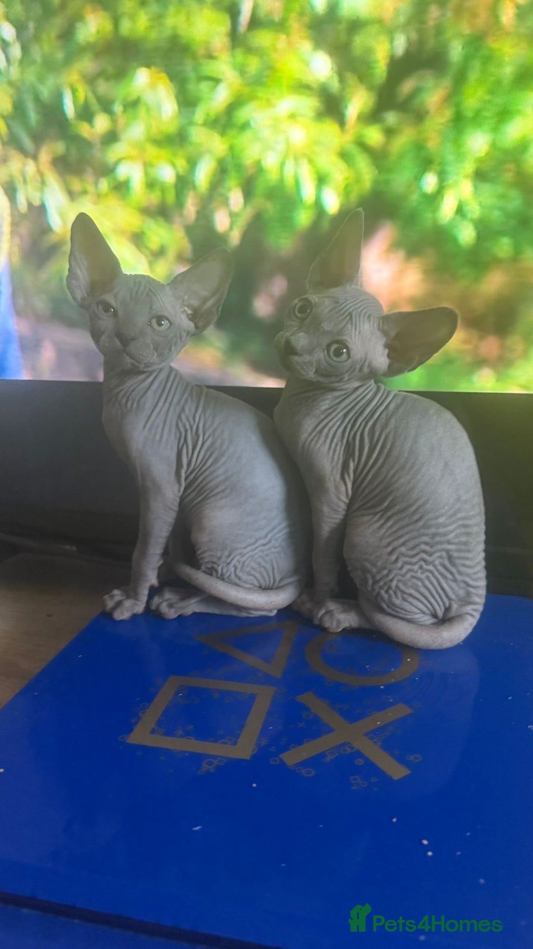 Sphynx cats for sale: Sphinx kitchens for a sale  - Image 1