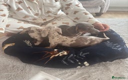 Miniature Dachshund dogs for sale: dapple dachshund puppies available  - Image 3