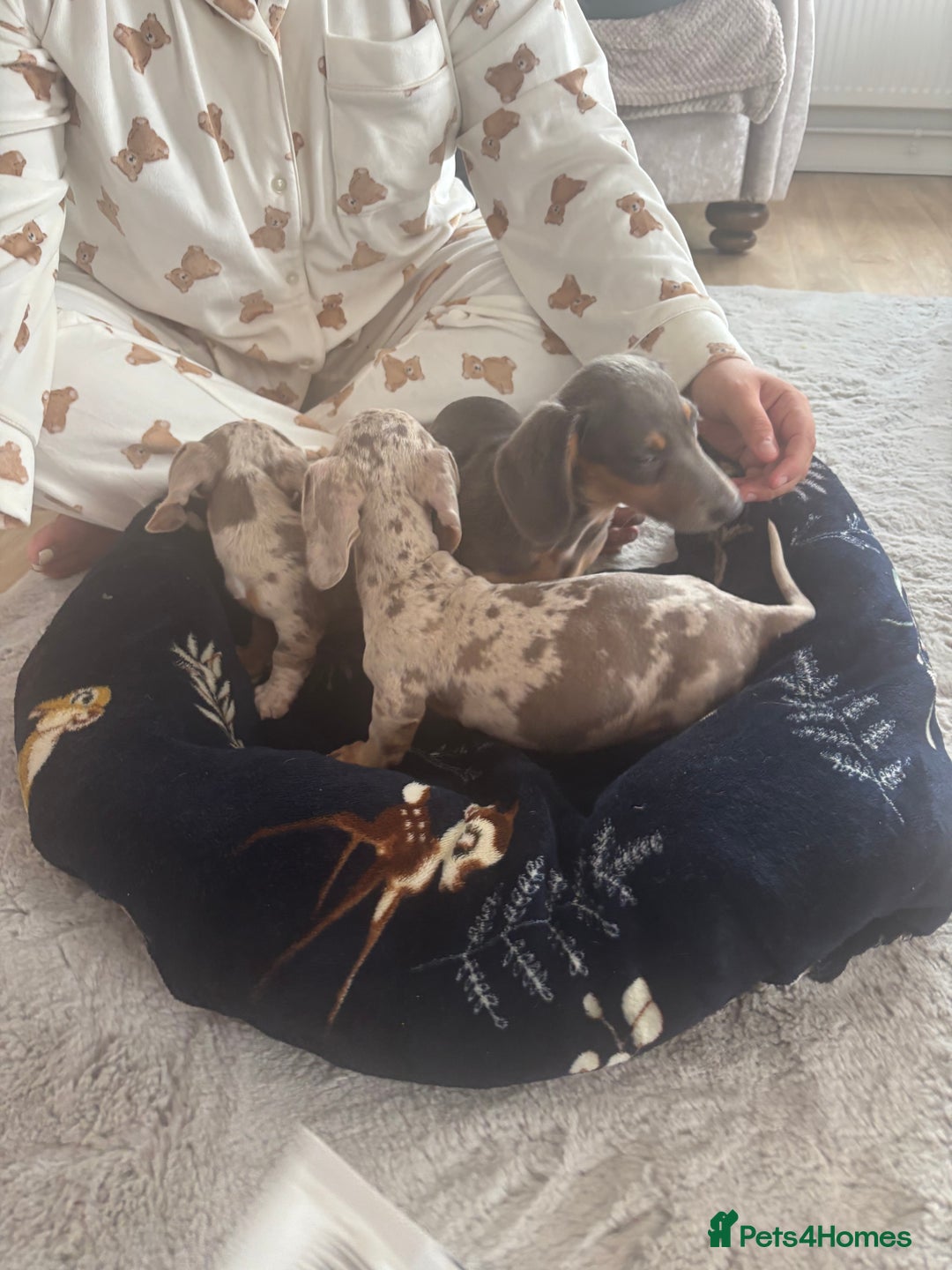 Miniature Dachshund dogs for sale: dapple dachshund puppies available  - Image 3