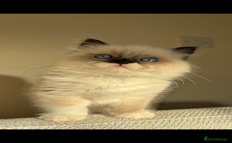 Ragdoll cats Stunning Ragdoll kitten  - Advert 1