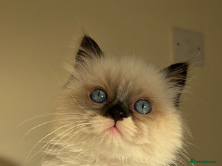 Ragdoll cats Stunning Ragdoll kitten - Advert 5