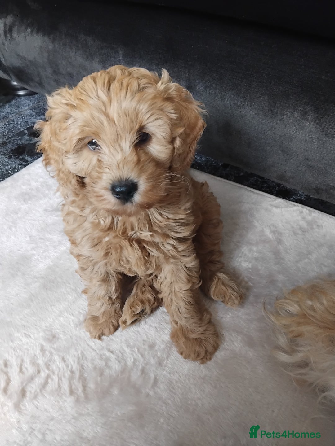 Cockapoo dogs for sale: Cockapoo female puppy  - Image 11