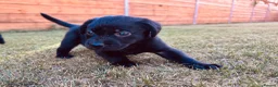 Labrador Retriever dogs for sale: KC Registered Labrador Puppies 🐾🐾🐾 - Advert 19