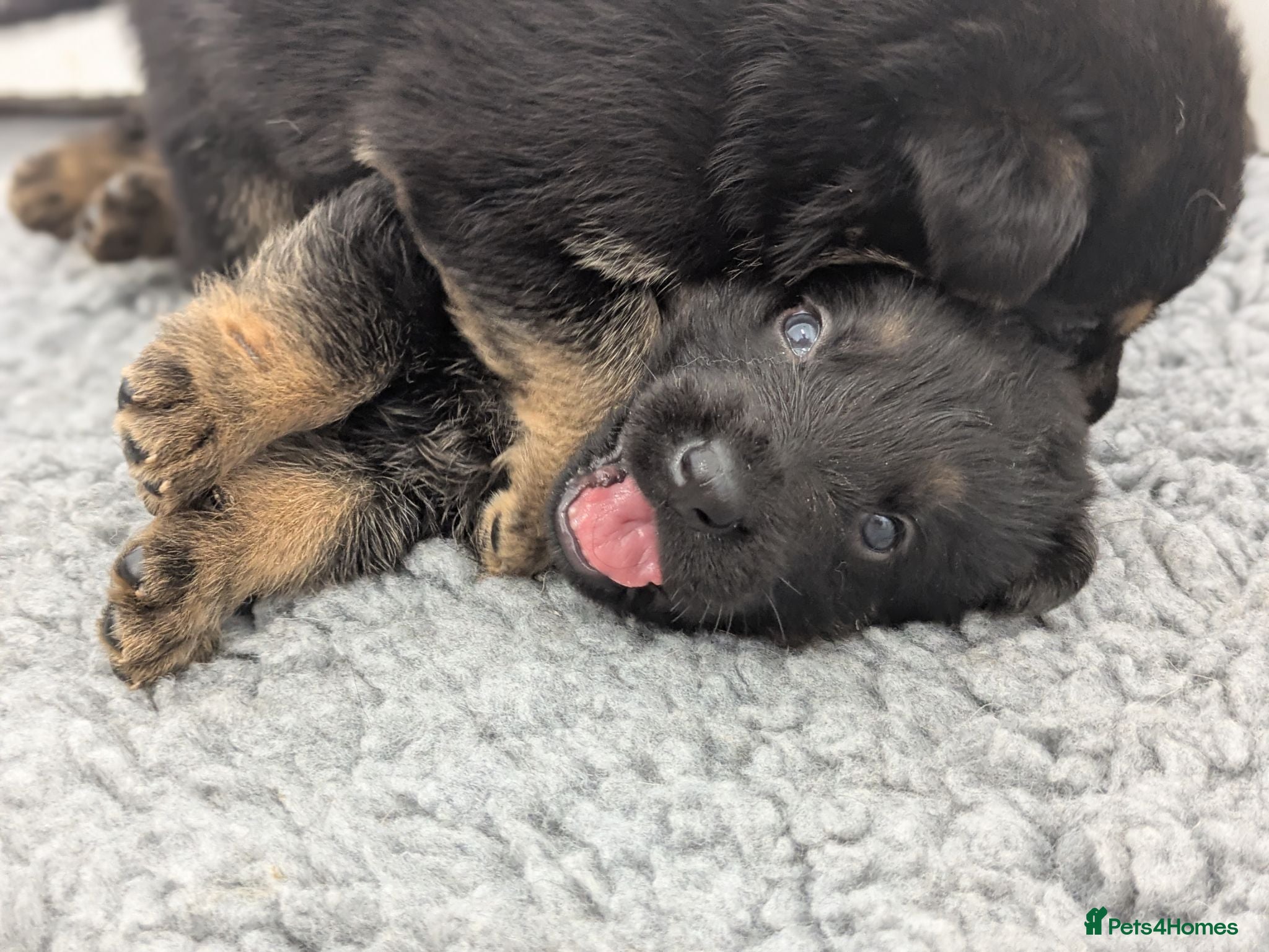 German Shepherd dogs Champion-Line KC Pups From Health Tested Parents - Advert 2