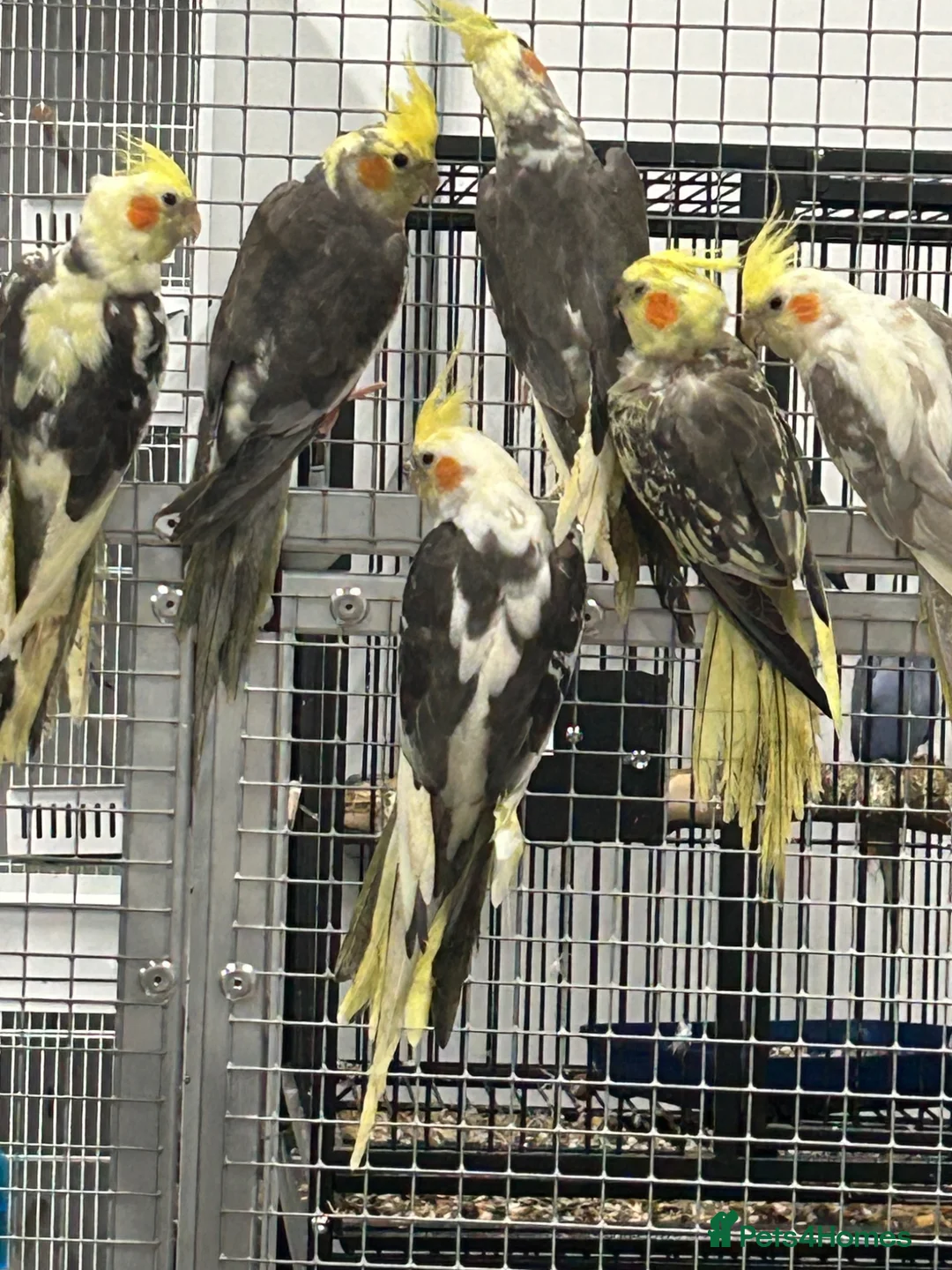 Cockatiels birds for sale: Hand Reared Stunning Baby Cockatiels  - Advert 6