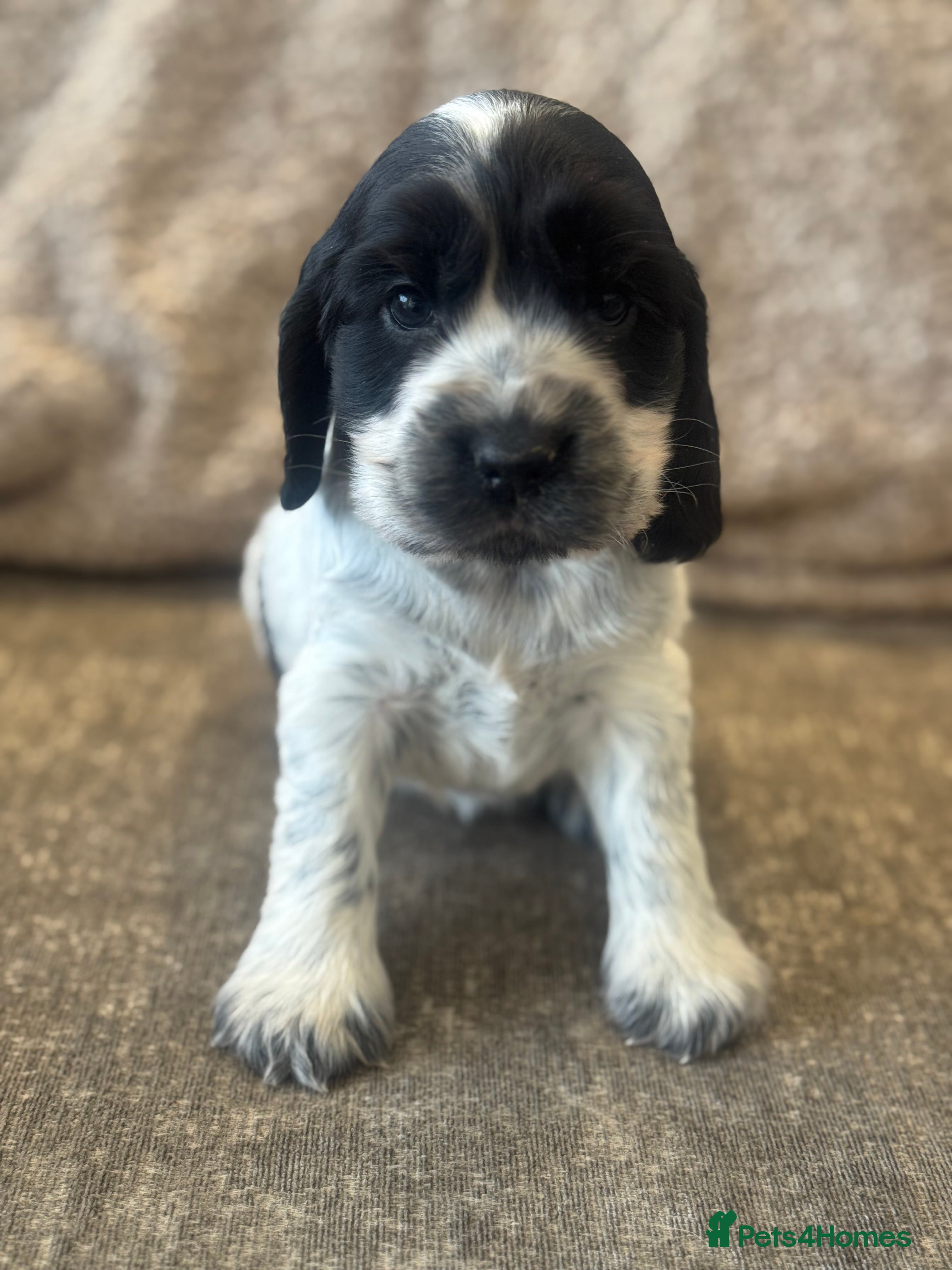 Cocker Spaniel dogs 100% SHOWTYPE COCKERS KC REGISTERED HEALTH TESTED  - Advert 3