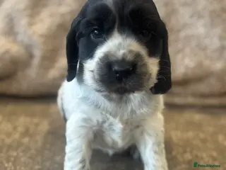 Cocker Spaniel dogs 100% SHOWTYPE COCKERS KC REGISTERED HEALTH TESTED - Advert 3