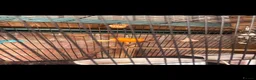 Mixed Breed birds for sale: Budgie and canary in Blyth - Advert 3