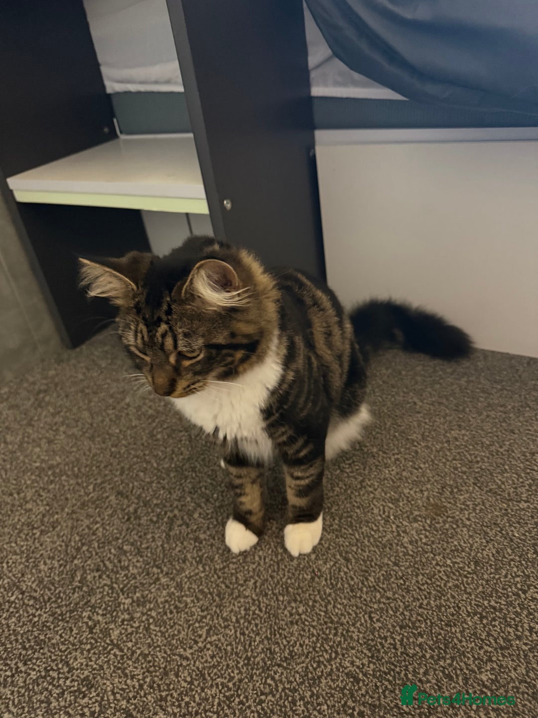 Mixed Breed cats for sale: Oliver & Oscar  - Advert 6