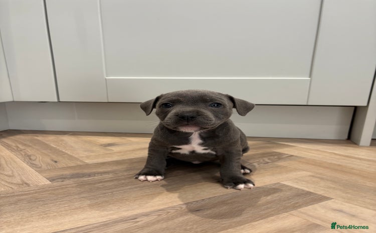 Staffordshire Bull Terrier dogs - Advert 9