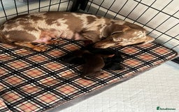 Miniature Dachshund dogs for sale: Kc registered quality mini dachshund puppies - Image 7