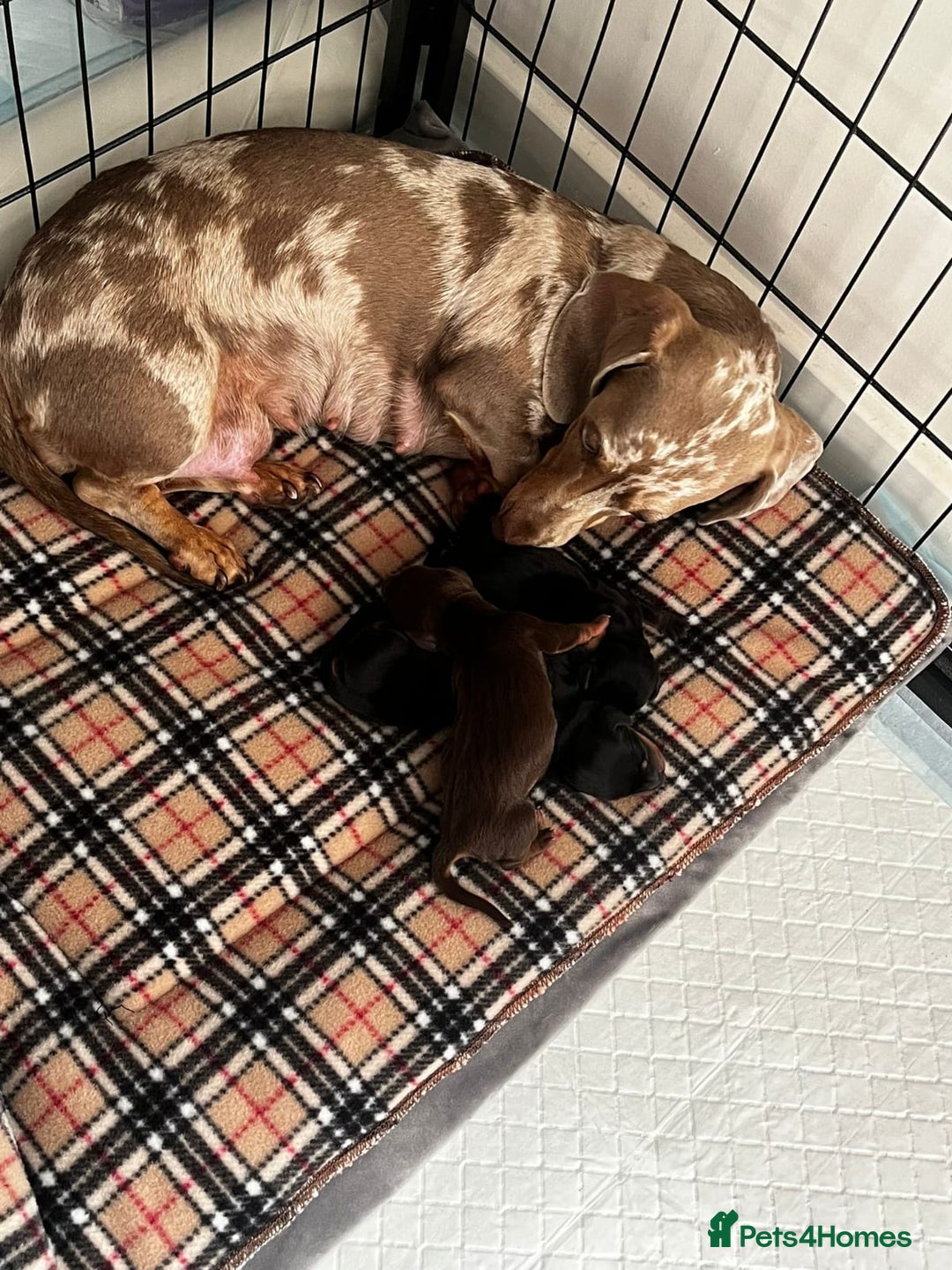 Miniature Dachshund dogs for sale: Kc registered quality mini dachshund puppies - Image 7