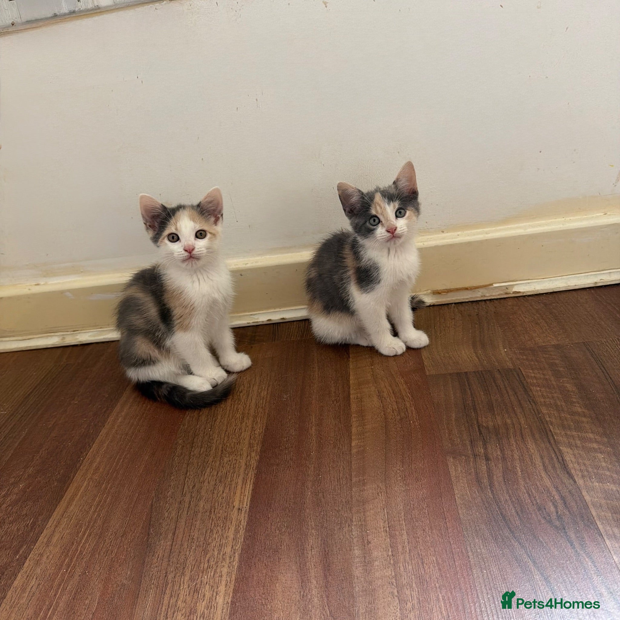 Mixed Breed cats 2 girls looking for homes  - Advert 18