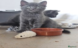 Ragdoll cats for sale: 2 grey boys half ragdoll  - Image 4