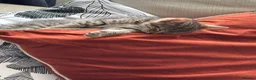 Mixed Breed cats for sale: Grey tabby and brown tabby kittens  - Advert 5