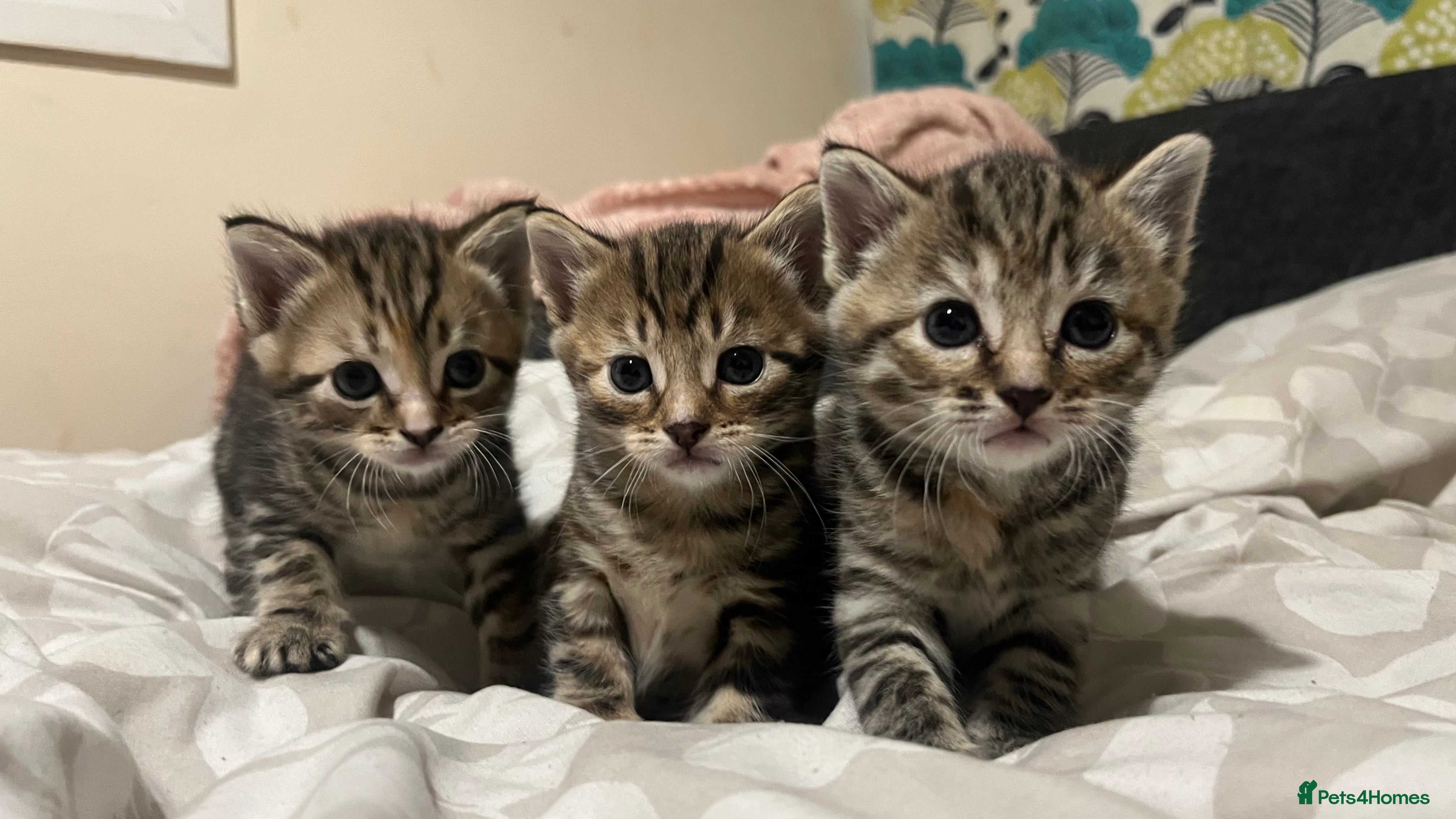 American Shorthair cats Kittens in Hayes - Advert 3
