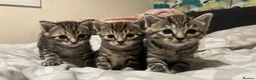 American Shorthair cats for sale: Kittens in Hayes - Advert 1