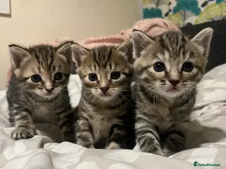 American Shorthair cats Kittens in Hayes - Advert 3