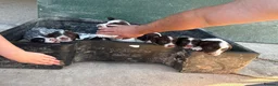 English Springer Spaniel dogs for sale: English Springer Spaniel Puppies - Advert 16
