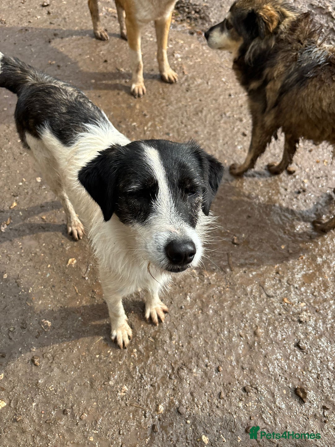 Mixed Breed dogs for adoption: Poppy ❤️ - Advert 5
