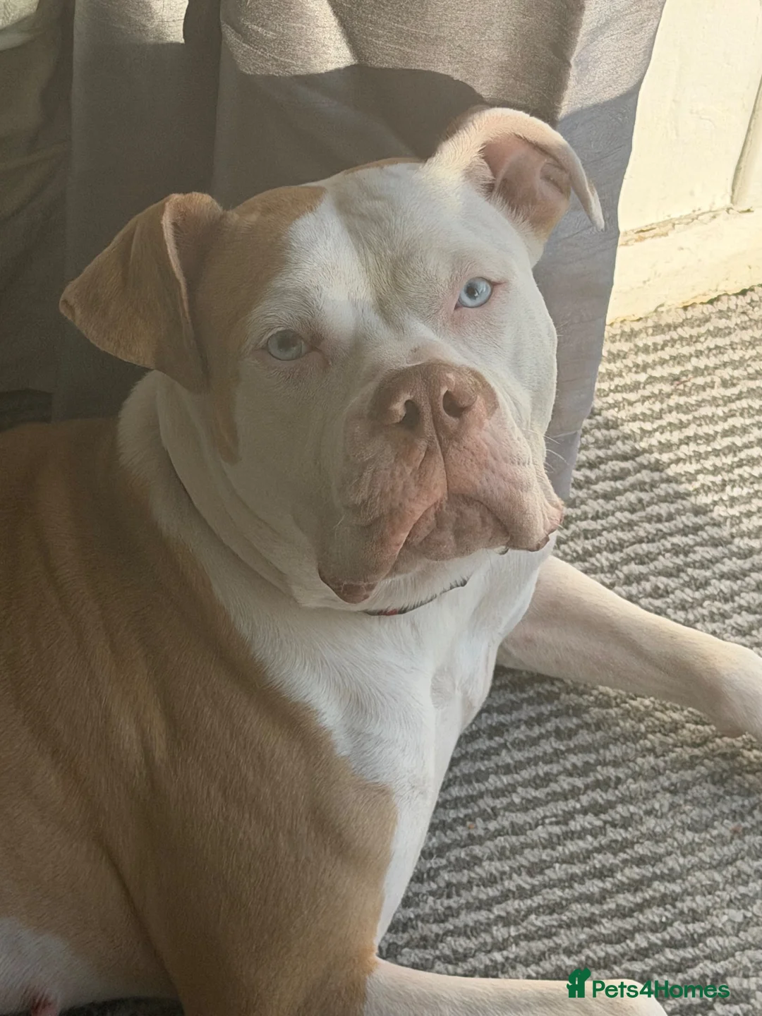 American Bulldog dogs for sale: Cara  in Oakham - Advert 1