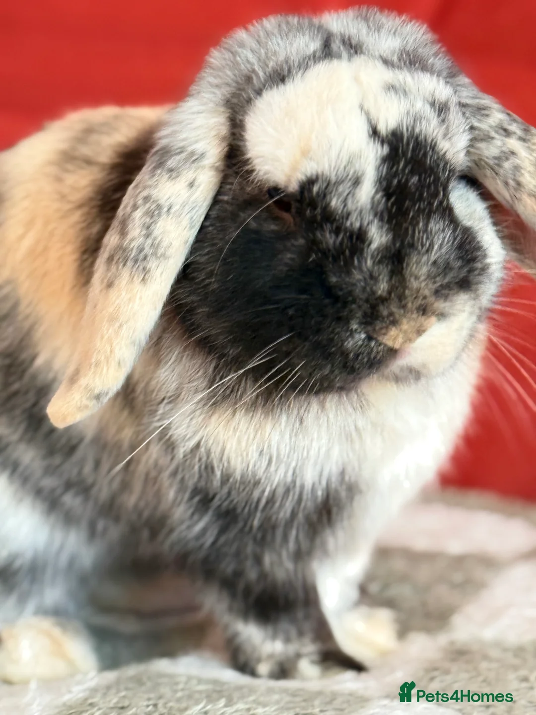 Dwarf Lop rabbits for sale: Two dwarf lop females  - Advert 6