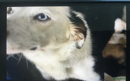 Bordoodle dogs for sale: Adorable & Confident Collie x poodle pups - Image 22