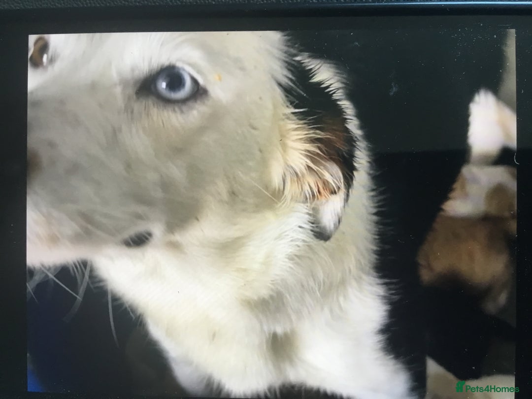 Bordoodle dogs for sale: Adorable & Confident Collie x poodle pups - Image 22