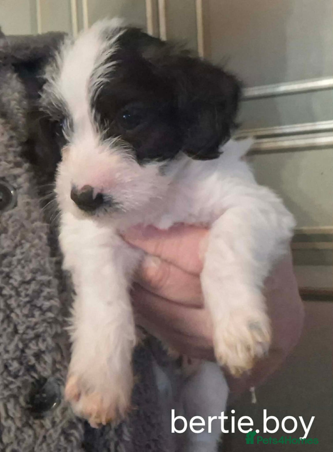 Jackapoo dogs for sale: JACKAPOO PUPPIES - Advert 15