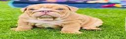 English Bulldog dogs for stud: Meet my boy Kylo, ready to Stud in Rochester - Advert 8