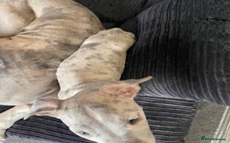 American Bully dogs for sale: Standard bully puppies ready to go - Image 7