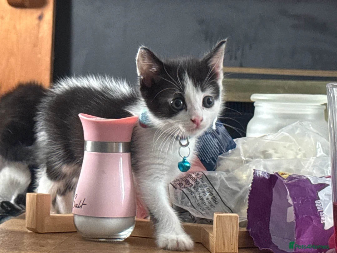 Mixed Breed cats for sale: 5 Adorable Kittens Looking for Their Forever Homes - Advert 2