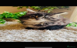 Maine Coon cats for sale: Beautiful GCCF Maine Coon kittens - Advert 27