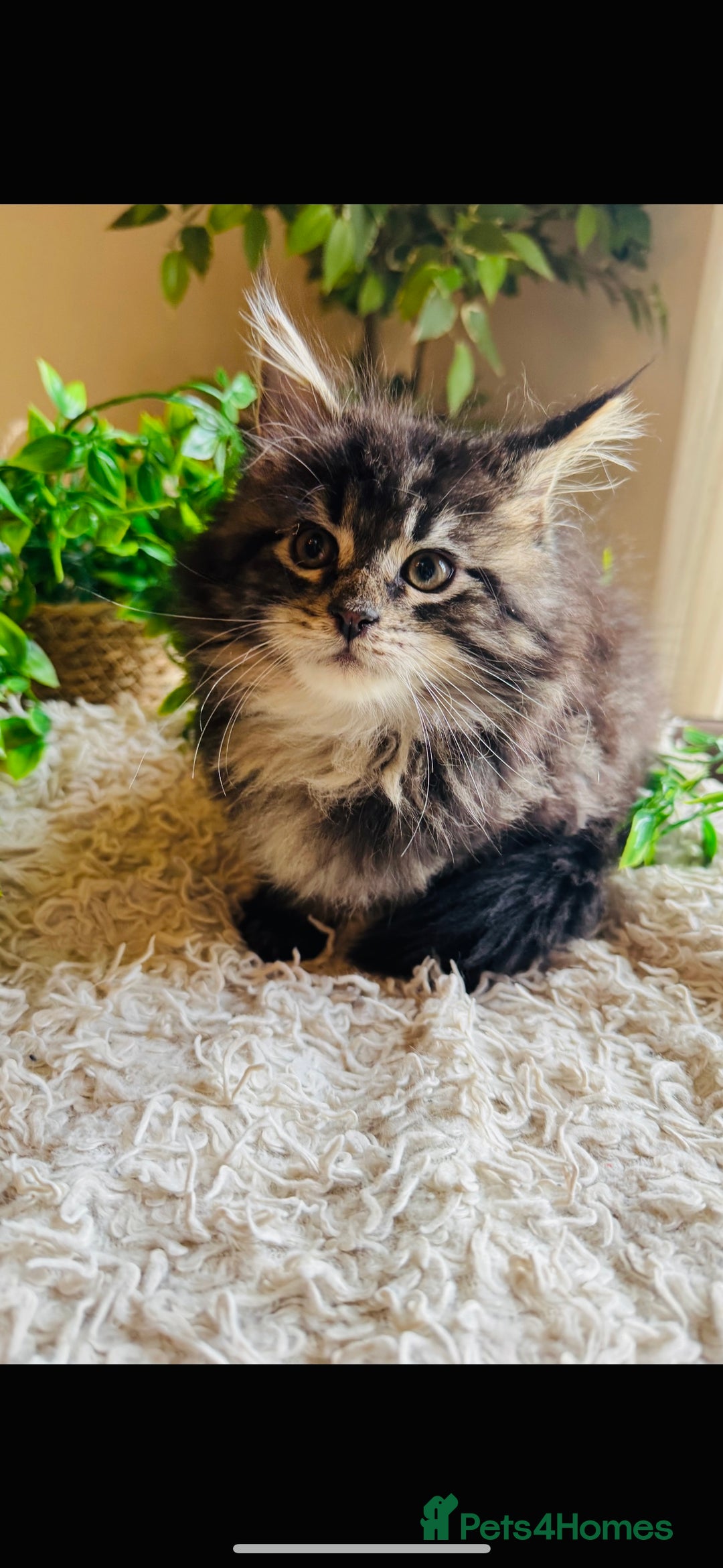 Maine Coon cats for sale: Beautiful GCCF Maine Coon kittens - Advert 27