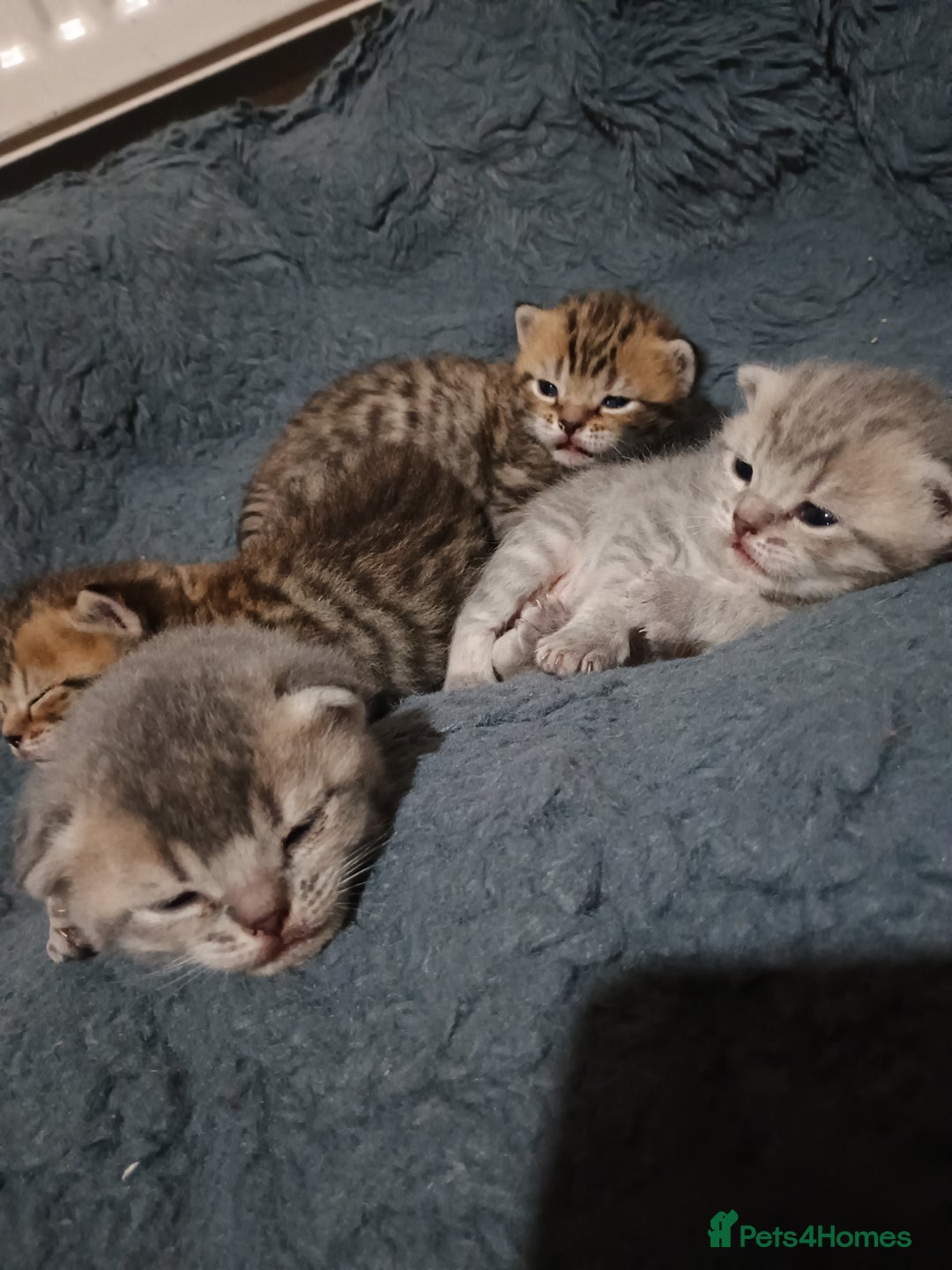 British Shorthair cats for sale: British shorthair kittens - Advert 6