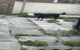 Rottweiler dogs for sale: Raven  - Image 2