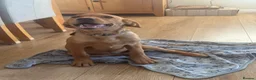 Labrador Retriever dogs for sale: Fox Red Labrador Puppy - Advert 8